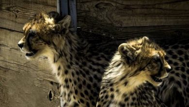 آذر و توران حالشان خوب است