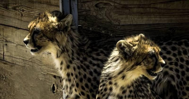 آذر و توران حالشان خوب است