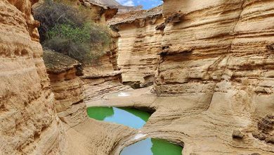 سازمان منطقه آزاد قشم