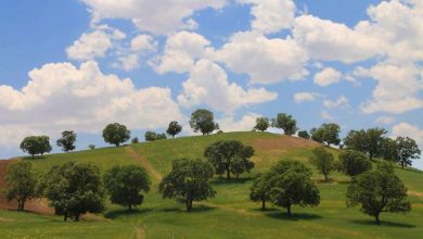 بارز و شوارز