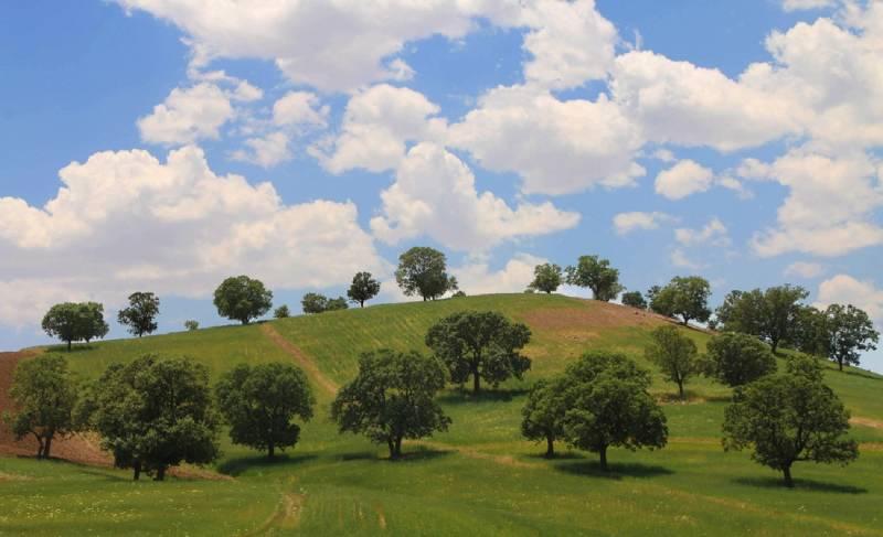 بارز و شوارز