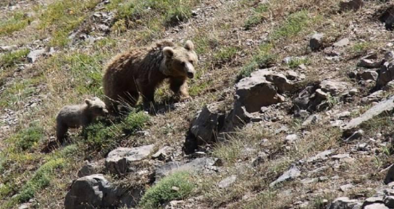 تور غذارسانی دستی به خرس ها