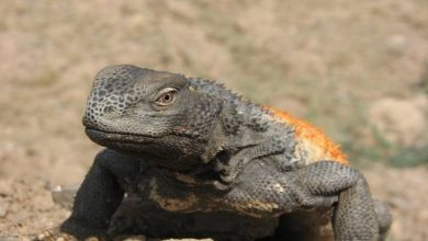 آگامای دم‌تیغی