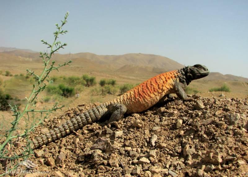 آگامای دم تیغی