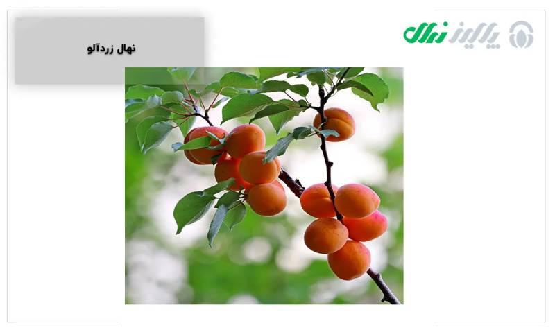 کاشت نهال آلو