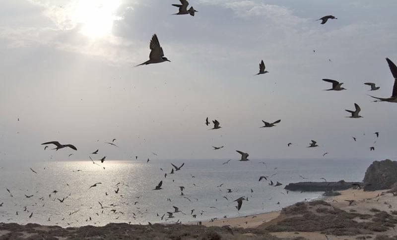 جزیره ابوموسی