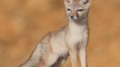 روباه ترکمنی