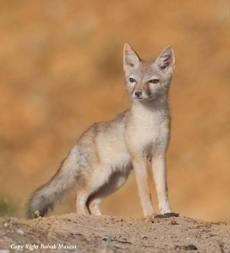 روباه ترکمنی