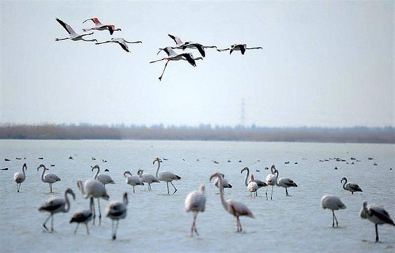 پرنده‌نگری