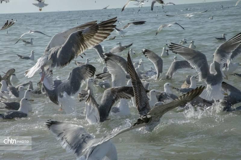 غوغای مهمانان خارجی درخلیج فارس