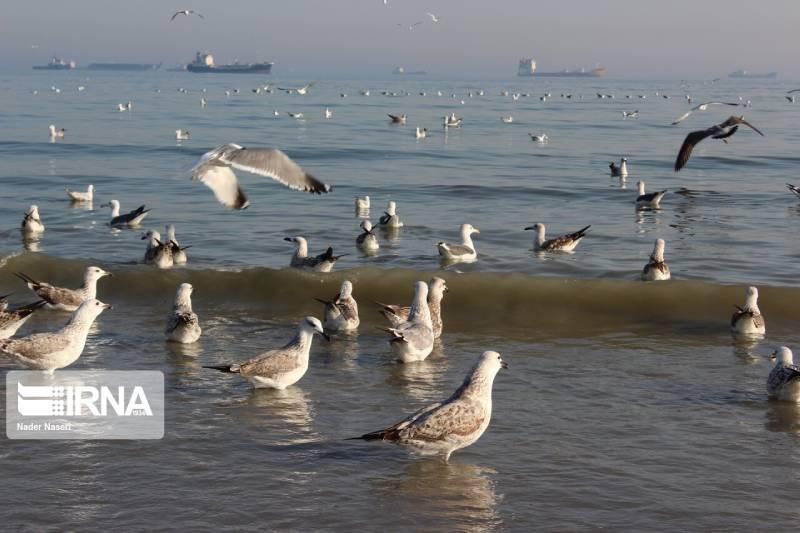 پرنده‌نگری