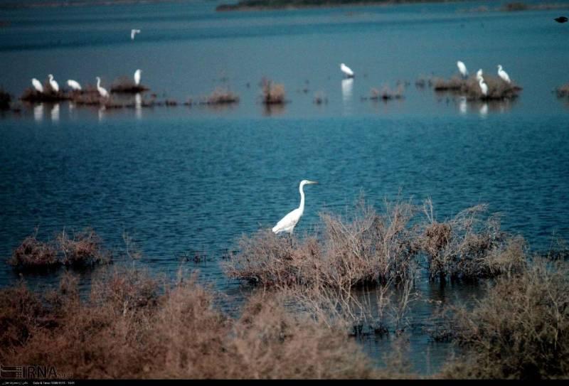 پرنده‌نگری