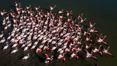 پرنده‌نگری