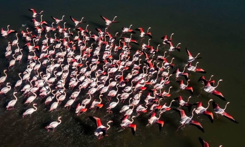 پرنده‌نگری