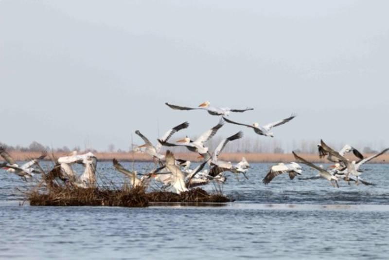 پرنده‌نگری