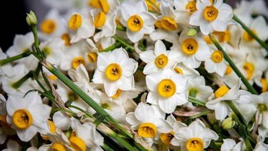 نرگس زارهای خفر