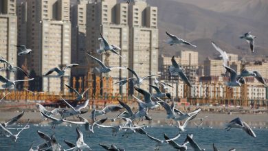 پرندگان مهاجر