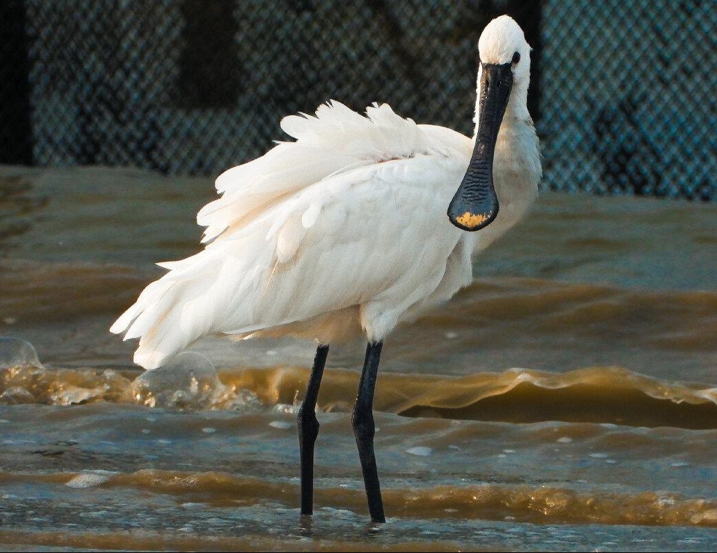 رفتارهای عجیب و غریب مهمانان خارجی هرمزگان