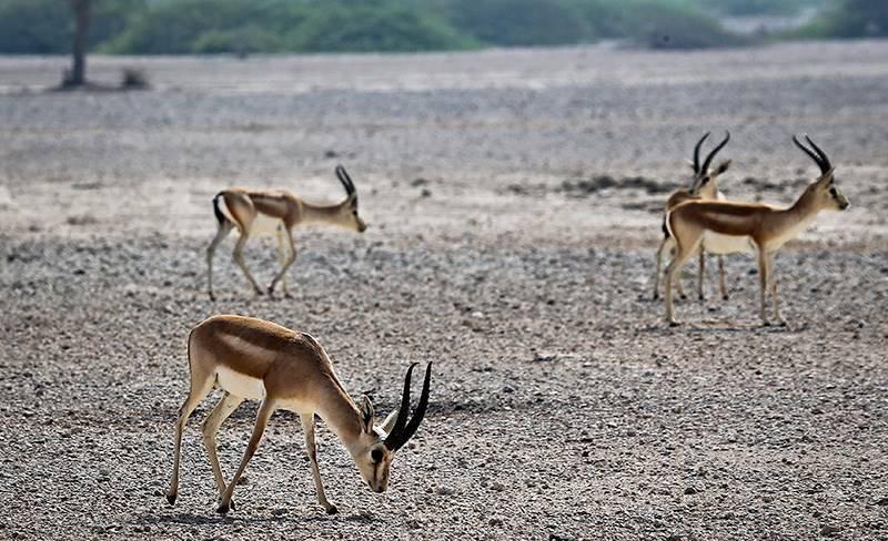 سفر نوروزی به زنجان