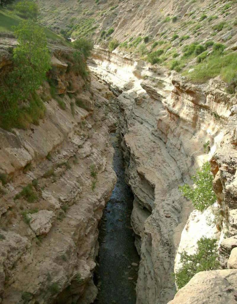 تنگ رازیانه