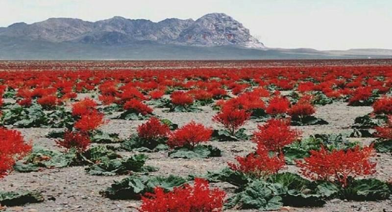 این 8 دشت را باید گشت