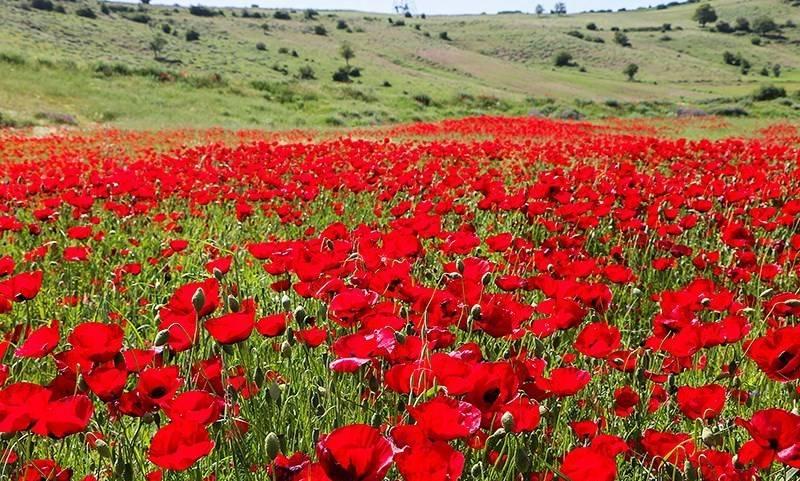 این 8 دشت را باید گشت