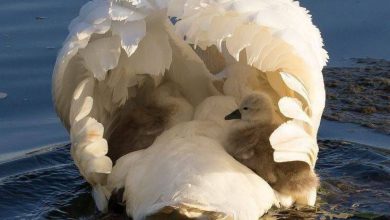 لای پر قو بزرگ شدن