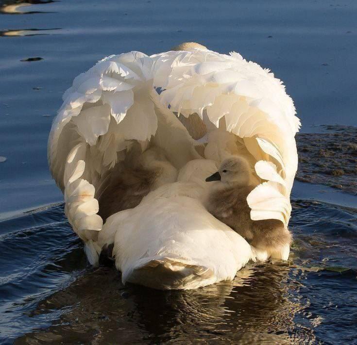 لای پر قو بزرگ شدن