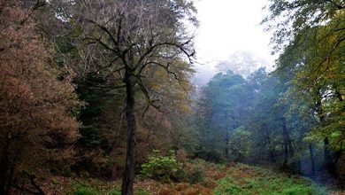 جنگل نقله بر