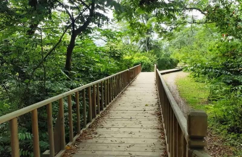 پل چوبی کیاشهر