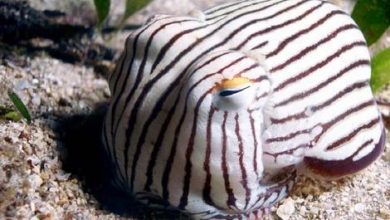 زیرشلواری راه‌راه