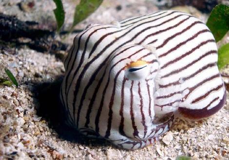 زیرشلواری راهراه