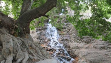 روستای درخت جوز