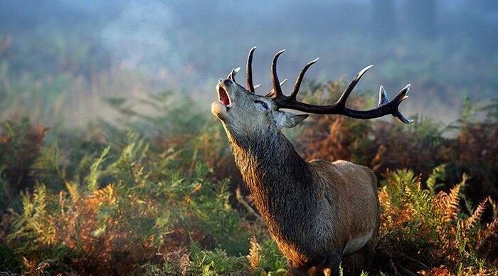 ایام گاوبانگی ب