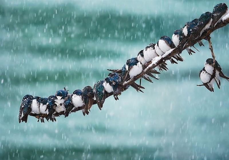 فعالیت سامانه بارشی