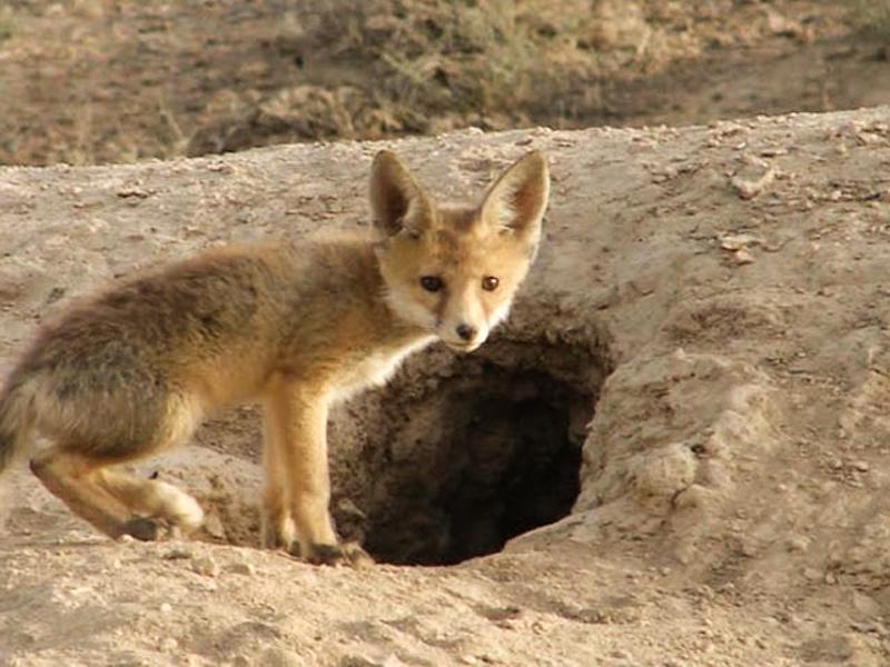 پارک ملی قمیشلو