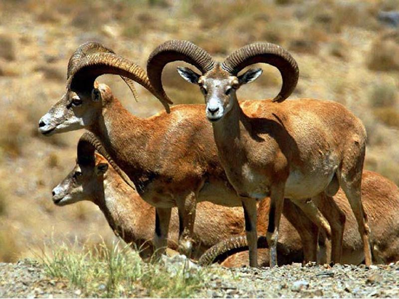 پارک ملی قمیشلو