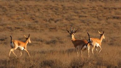 پارک ملی قمیشلو