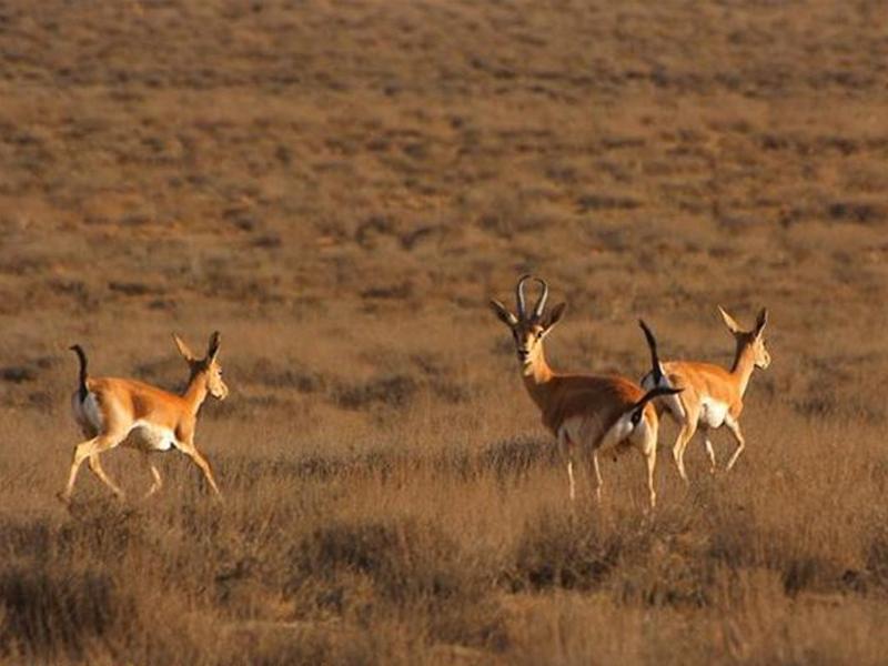 پارک ملی قمیشلو