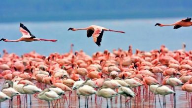 کانی‌برازان مهاباد