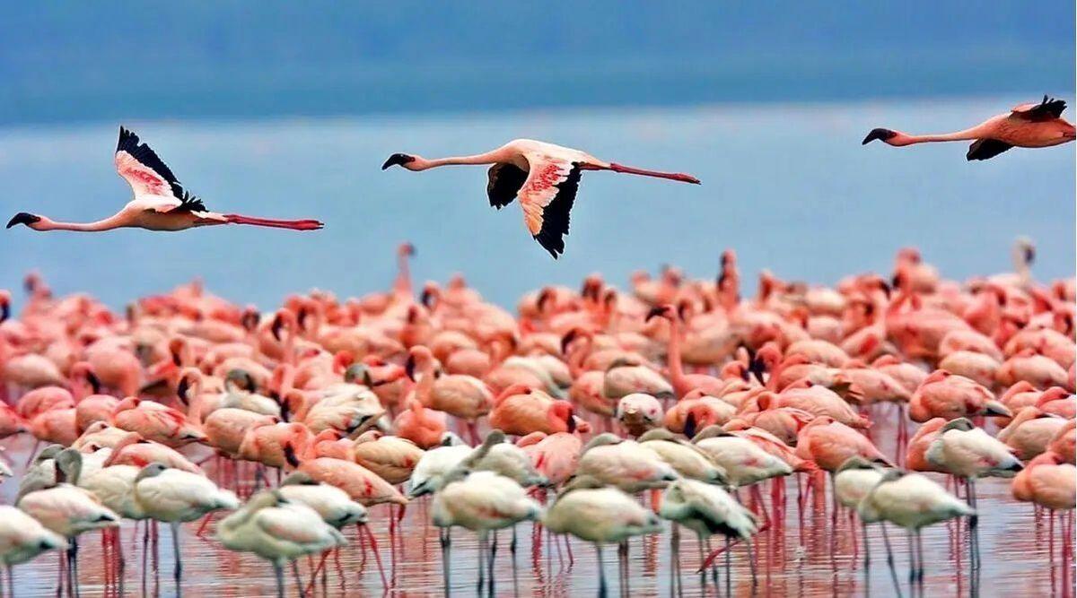 کانیبرازان مهاباد