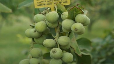 انواع نهال گردو و انتخاب بهترین گزینه