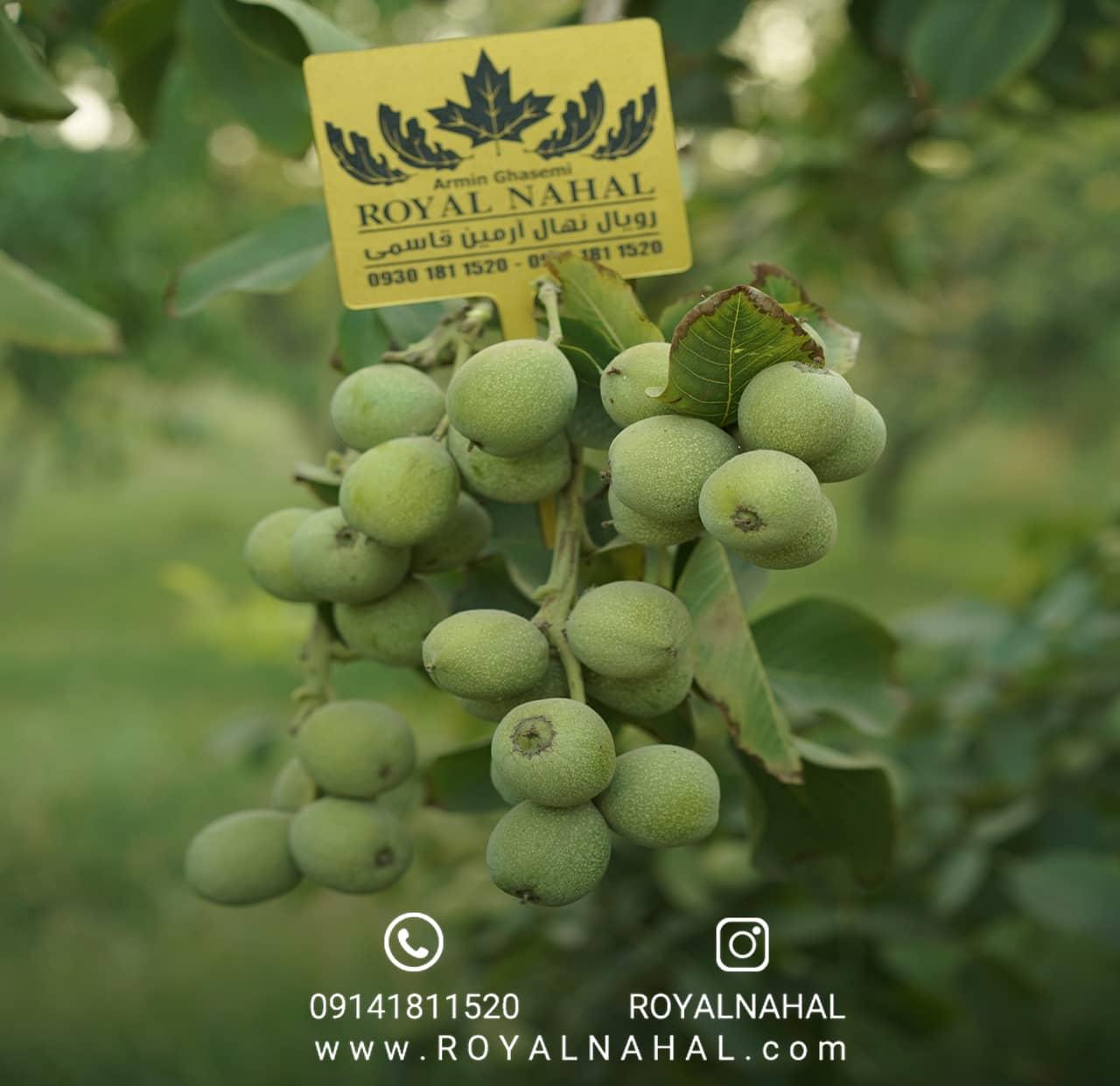 انواع نهال گردو و انتخاب بهترین گزینه