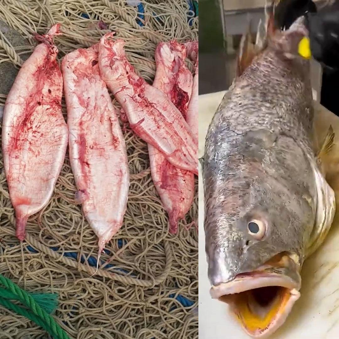 قیمت کیسه شنا میش ماهی