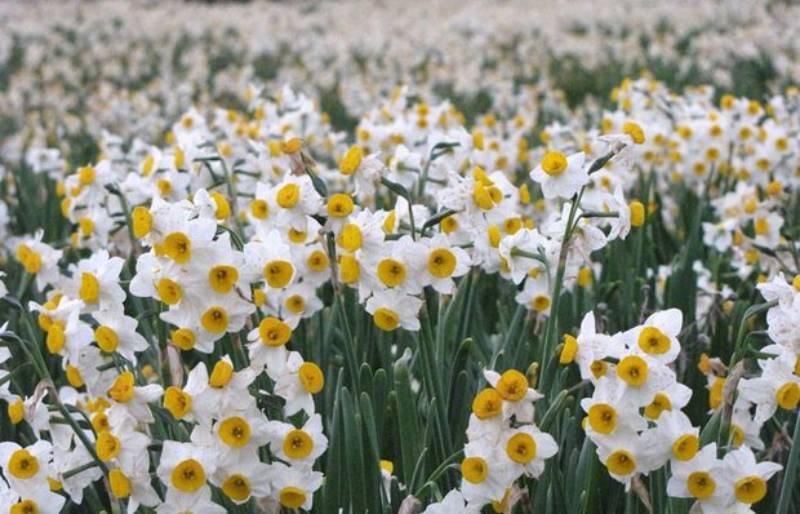 نرگس بهبهان