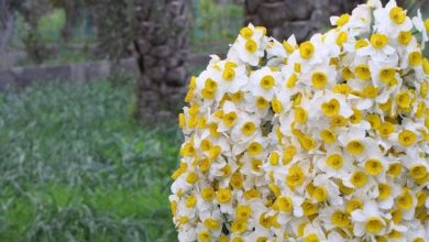 نرگس بهبهان