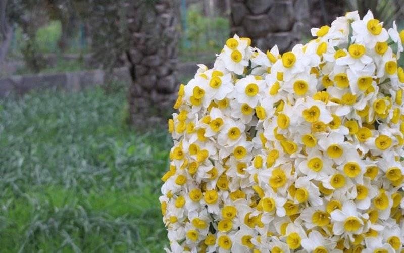 نرگس بهبهان