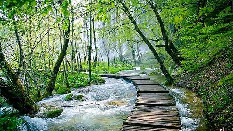 زیباترین جنگل های ایران