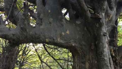 درخت انجیلی