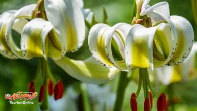 سوسن چلچراغ